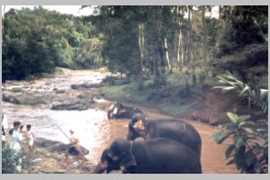 65 Flod med elefanter Ceylon.JPG